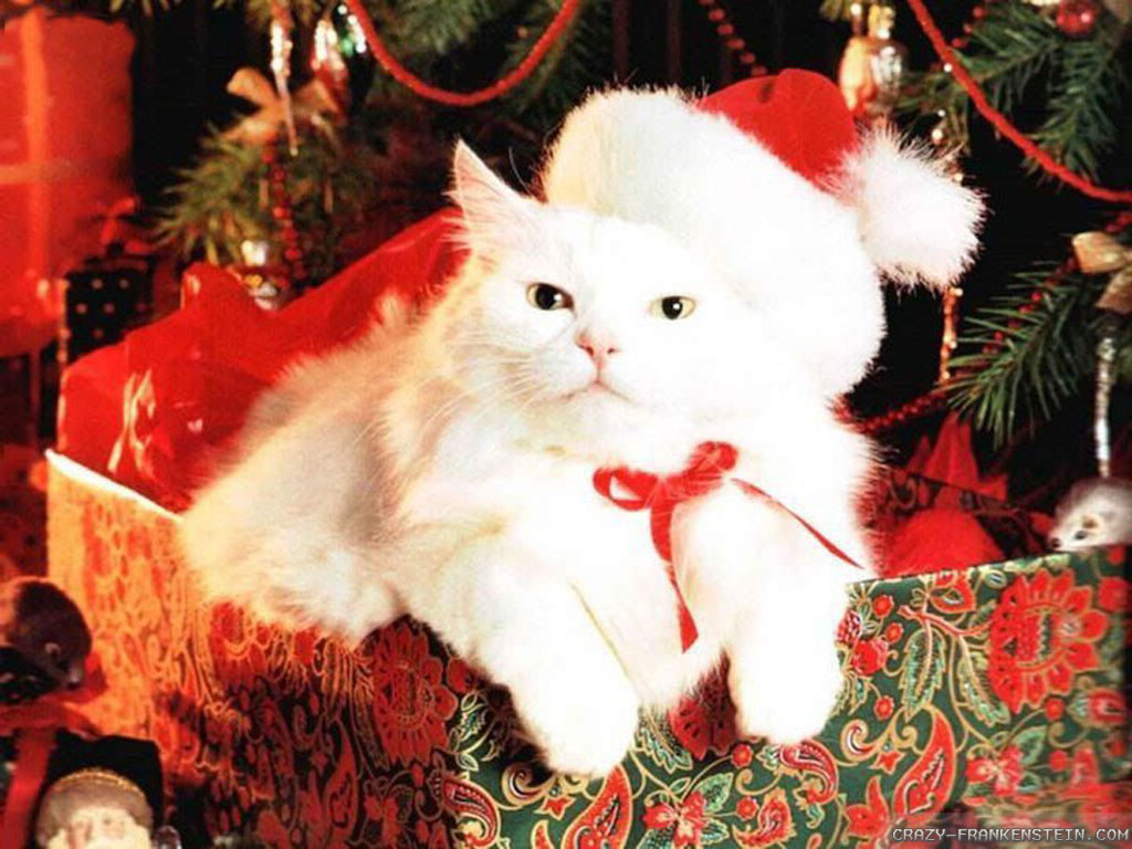 Wallpaper Cute White Christmas Cat wallpapers