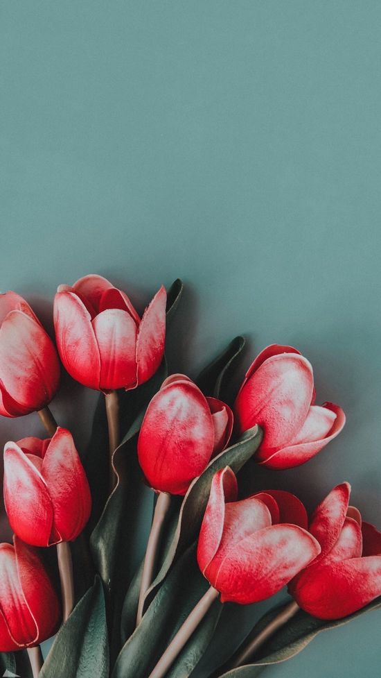 Aesthetic Minimalist Flower Neutral Wallpaper