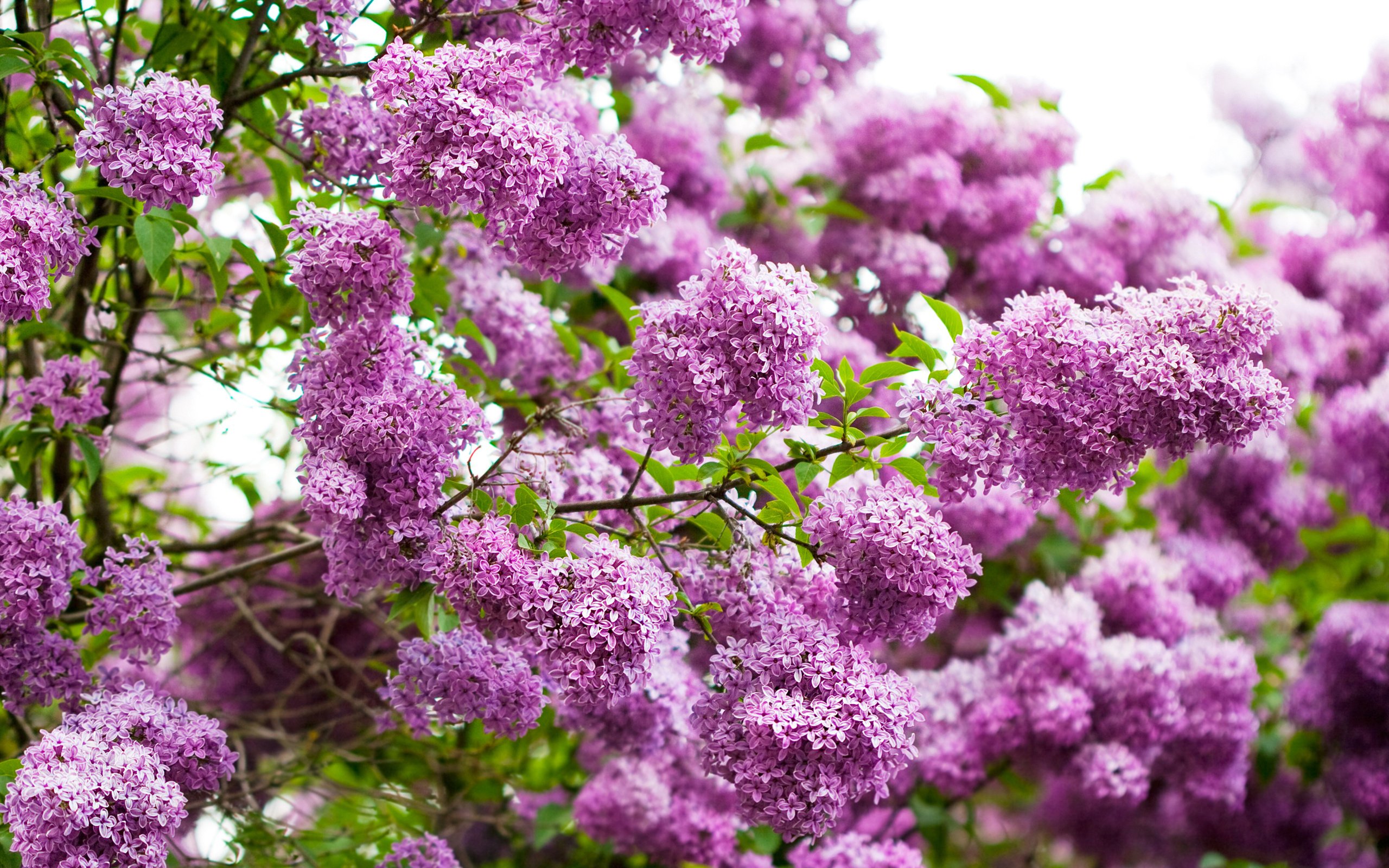 Wallpaper for Desktop Lilacs - WallpaperSafari