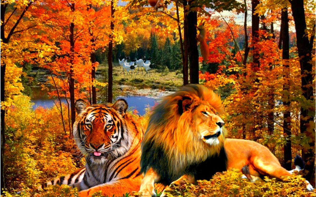 Lion And Tiger High Quality Resolution Wallpaper On