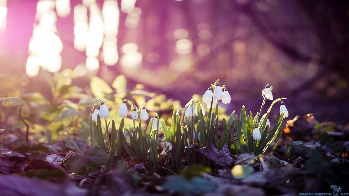 early spring wallpaper hd   Wallpapers