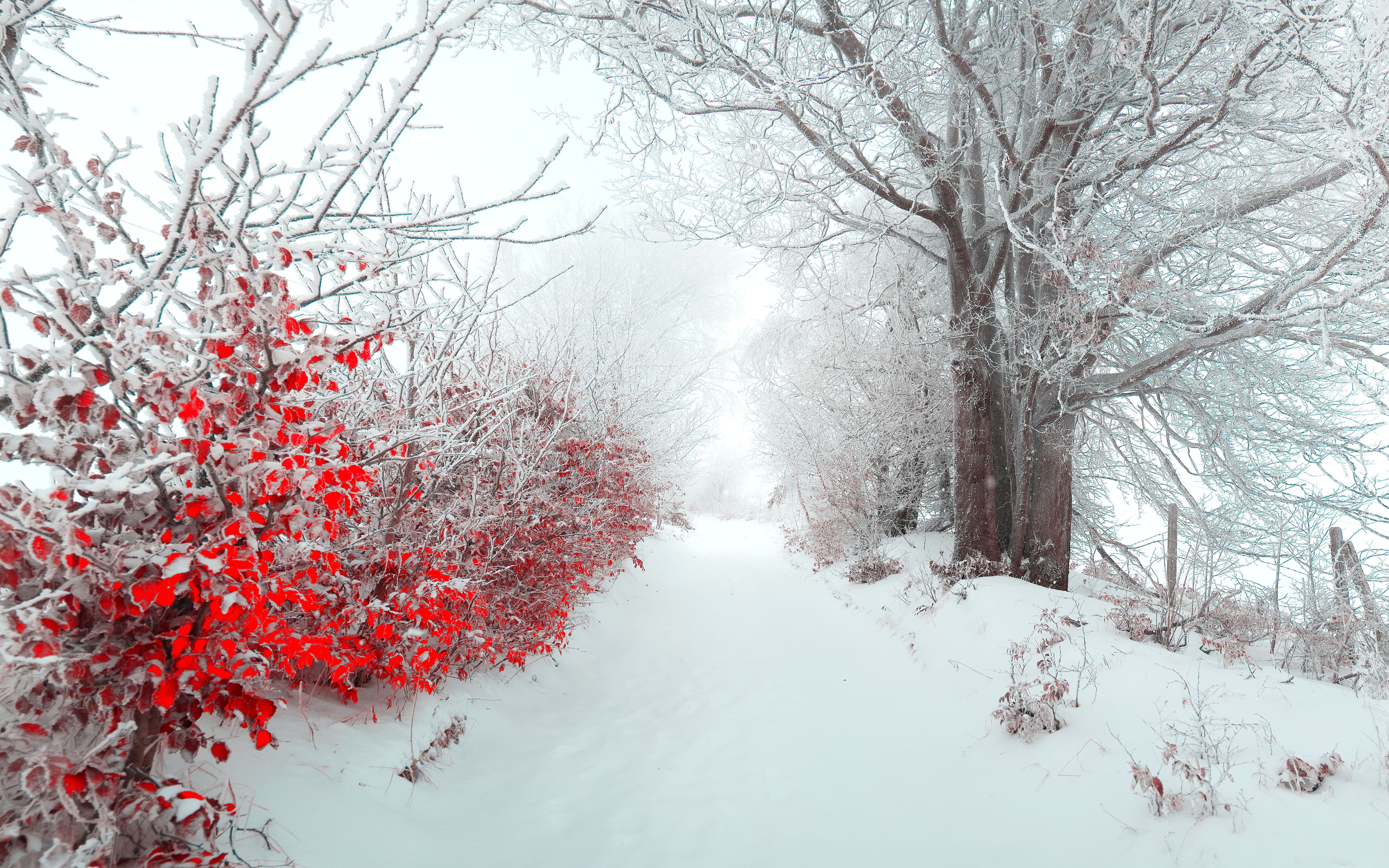 Tree Nature Beautiful Snow Winter Christmas F Wallpaper Background