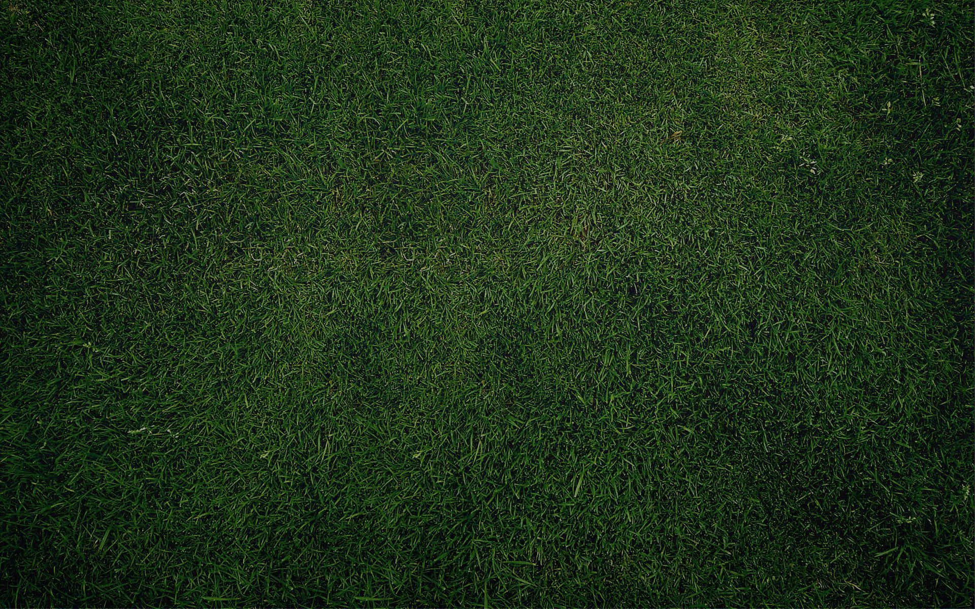 Plain Dark Green Wallpaper