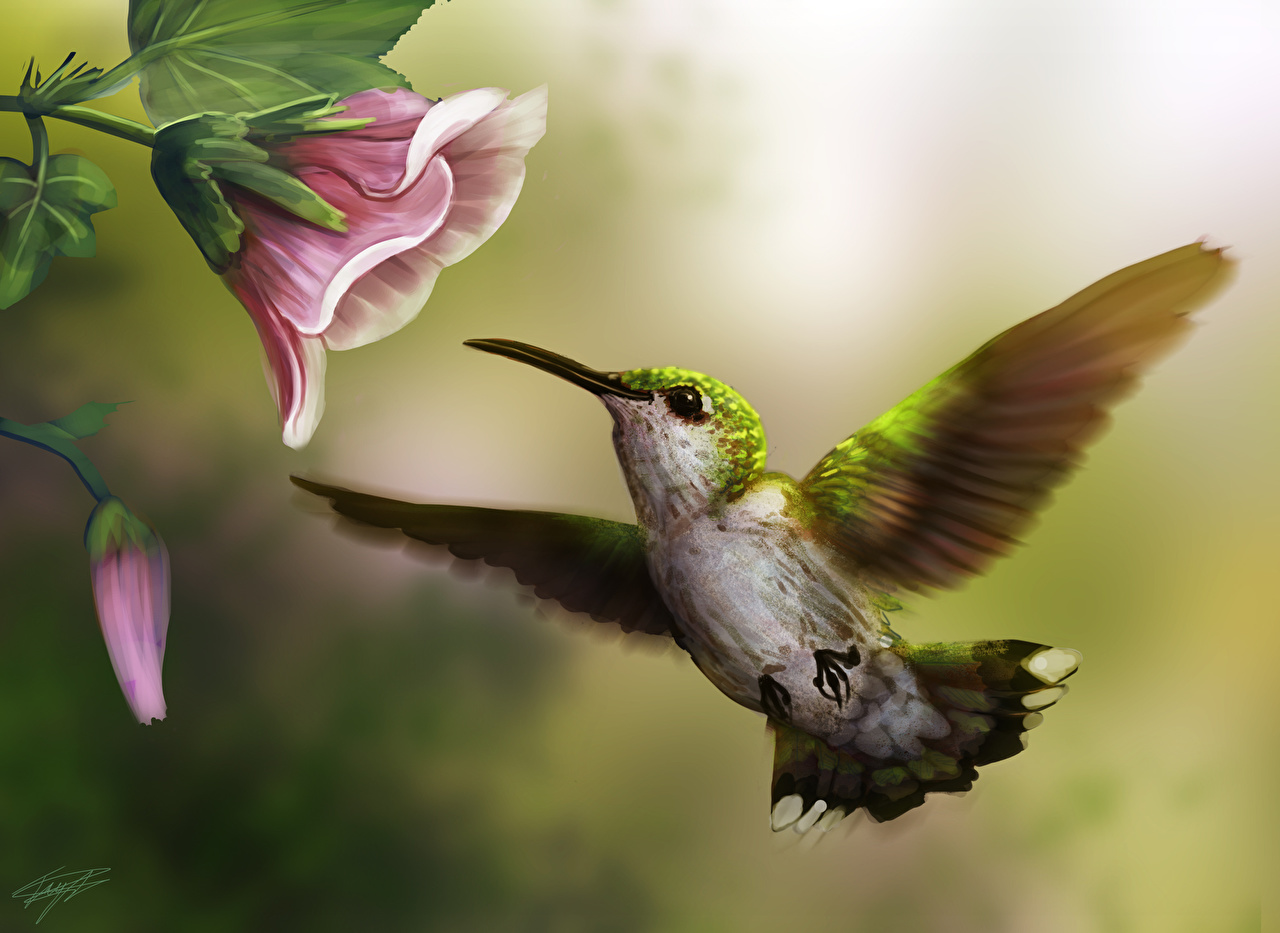 Desktop Wallpaper Bird Colibri Wings Flowers Pictorial Art Animal