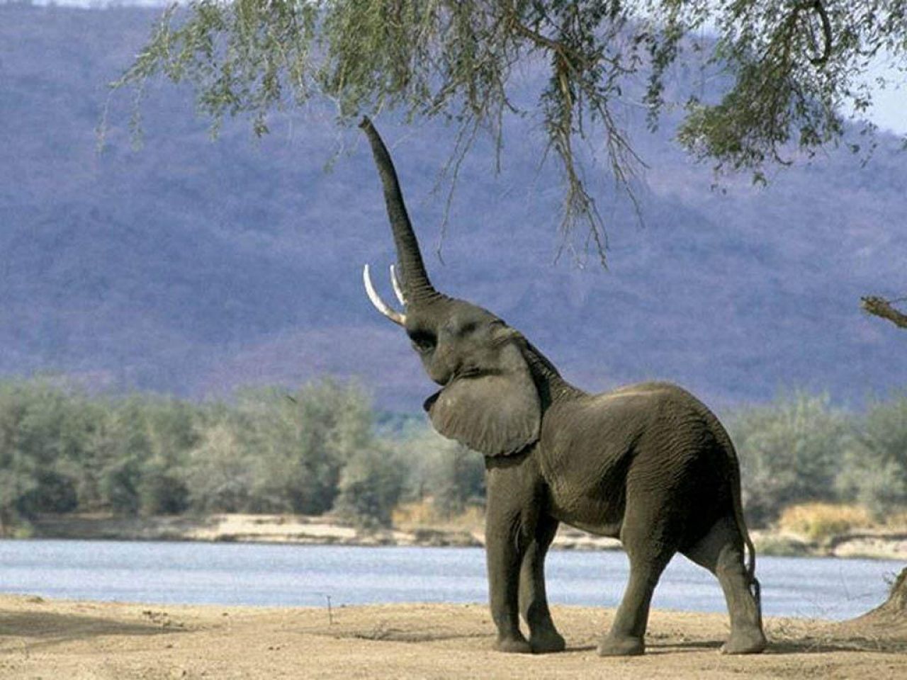 Elephants HD Desktop Wallpaper