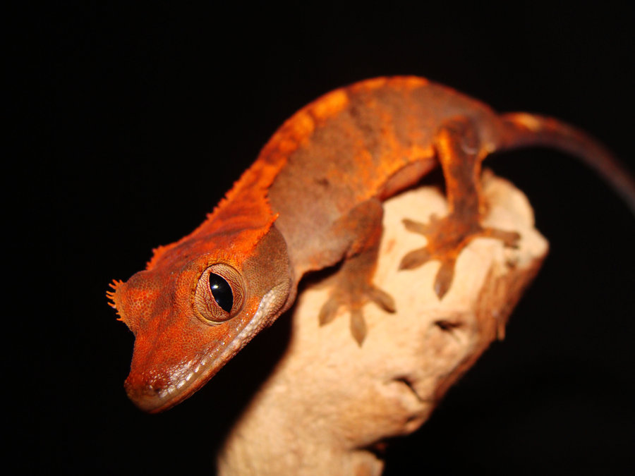 Find more Go Back Gallery For Crested Gecko Hd Wallpaper. 