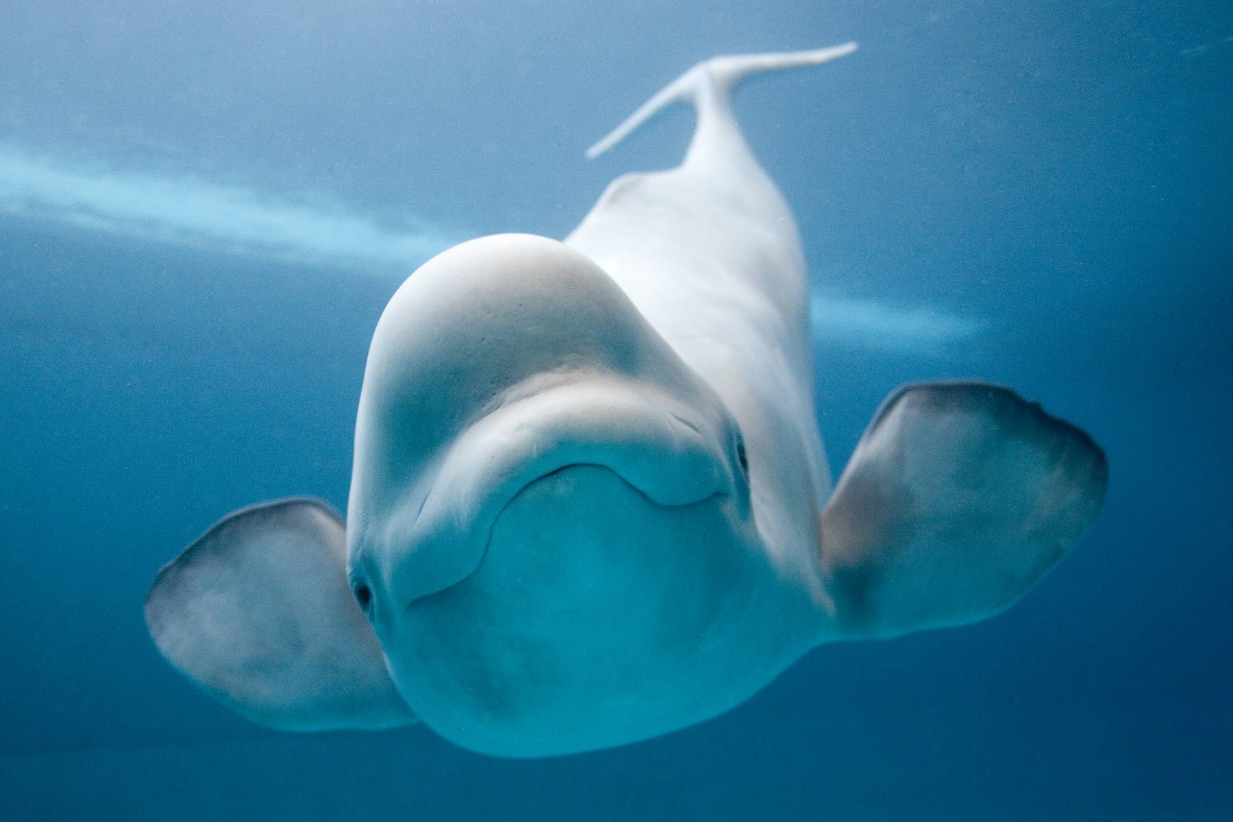 Your Ridiculously Cool Beluga Whale Wallpaper Has Arrived