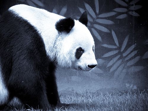 Black And White Panda Bear In With Bamboo Mural
