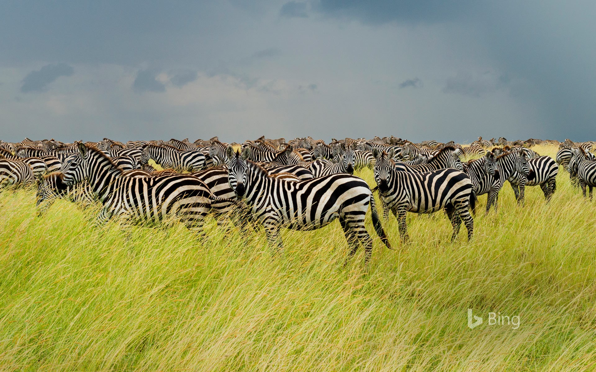 Zebras In Serengeti National Park Tanzania Pchoui Getty Image