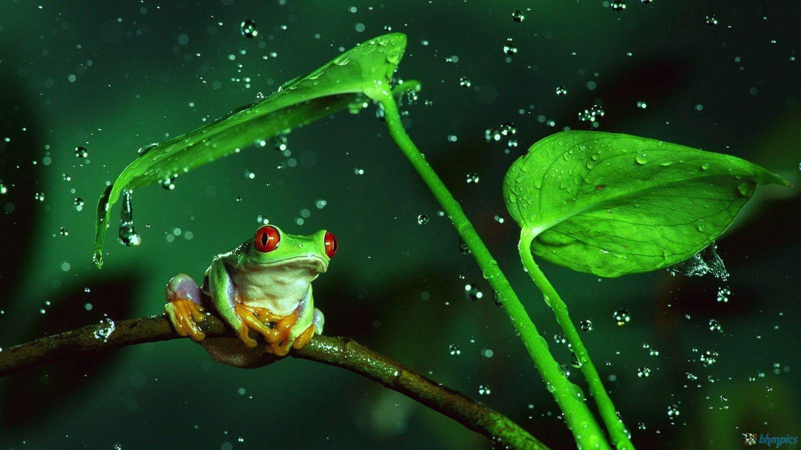 Cute Frog Wallpapers