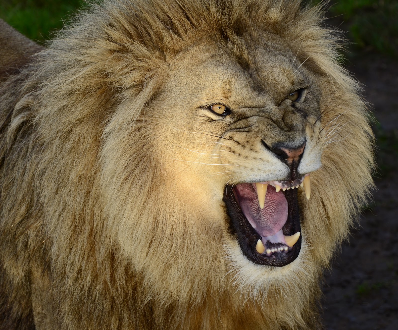  140 Lion Roar Wallpapers WallpaperSafari