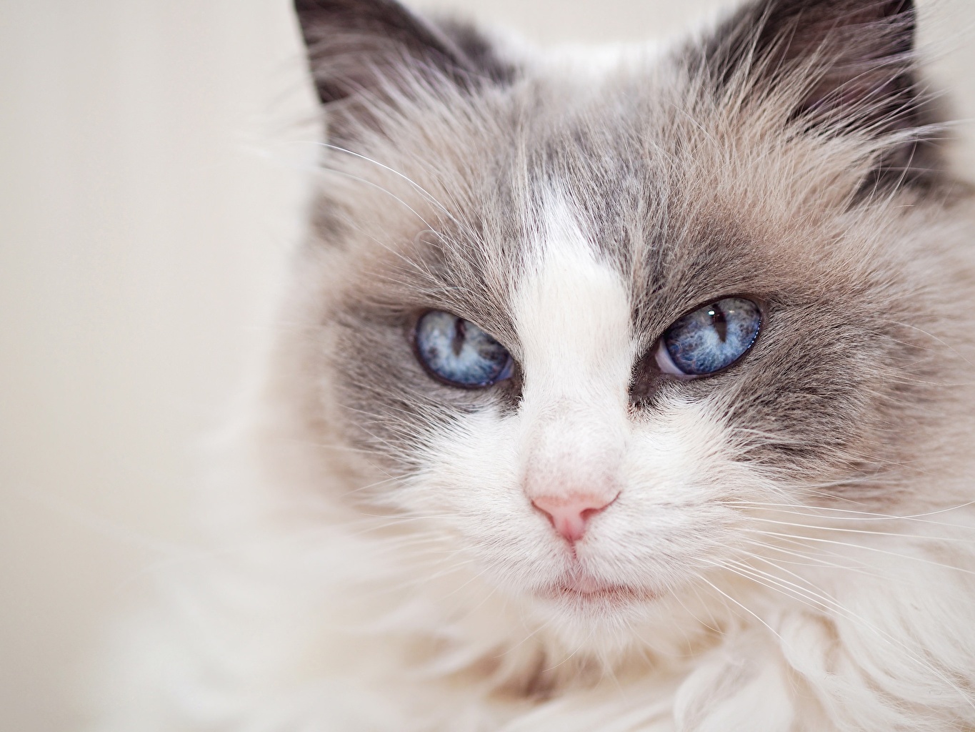 Pictures Ragdoll Cats Eyes Snout Glance Animals Closeup