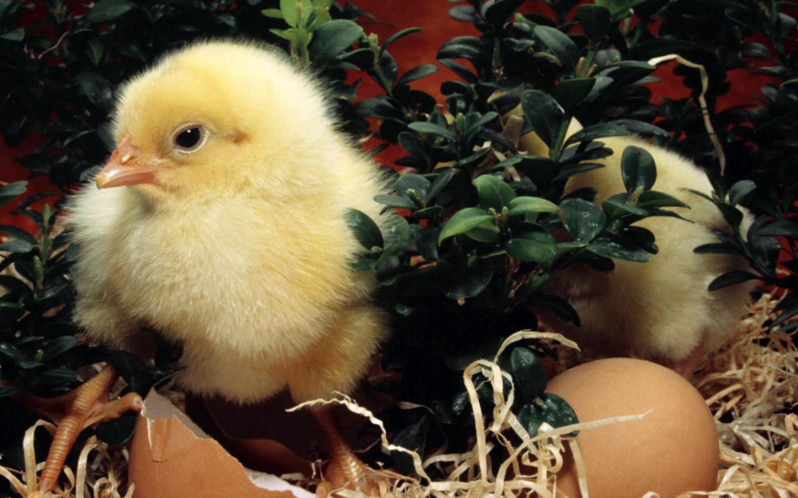 Cute Easter Chicks Desktop Wallpaper Christian
