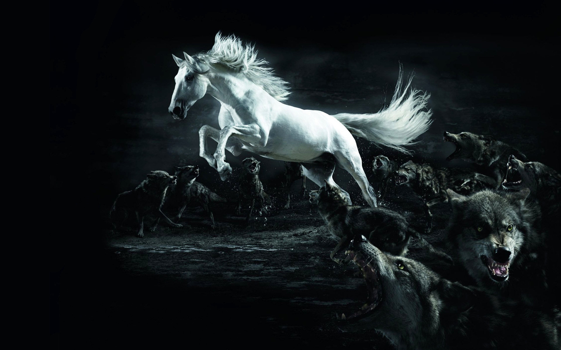 White Horse Running From Wolves Animal