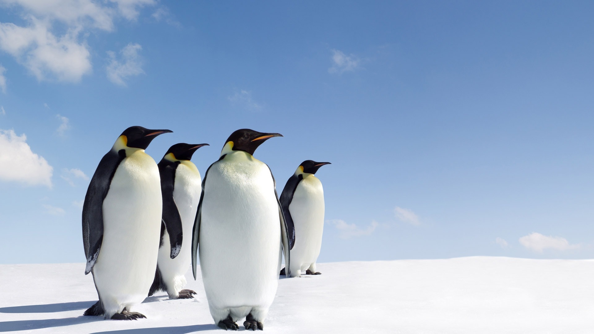 Penguin Family Widescreen HD wallpaper