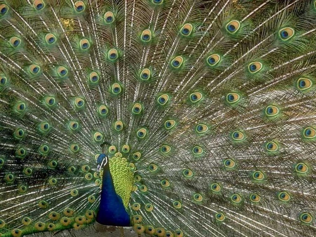 Wallpaper Puter Peacock