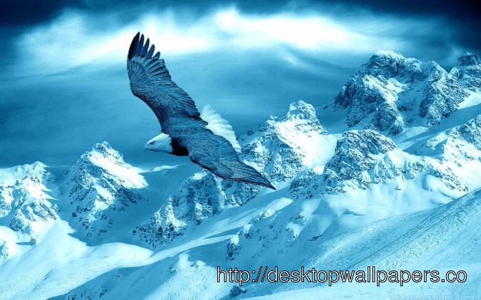 Eagles Fly In Winter Widescreen HD Wallpaper Desktop