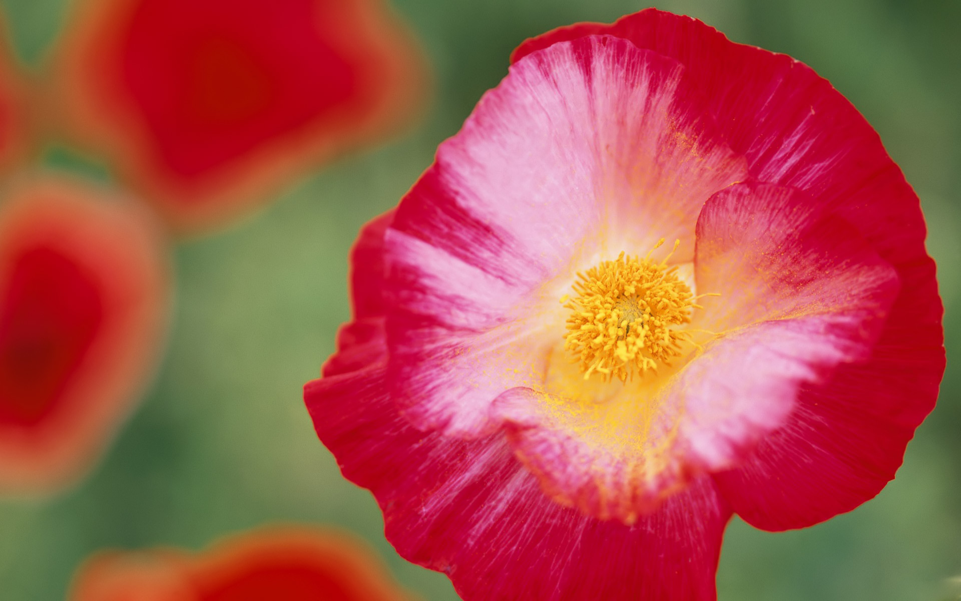 Widescreen HD Wallpaper Nature Flowers Poppy Desktop