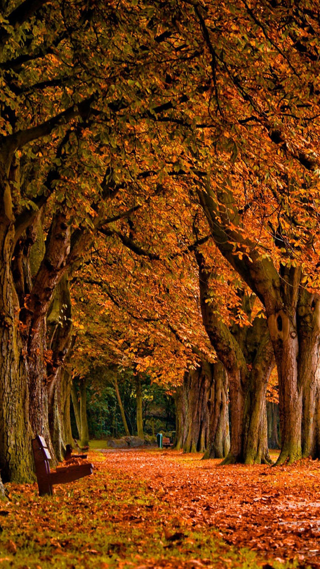Autumn iPhone Wallpaper Park 5s