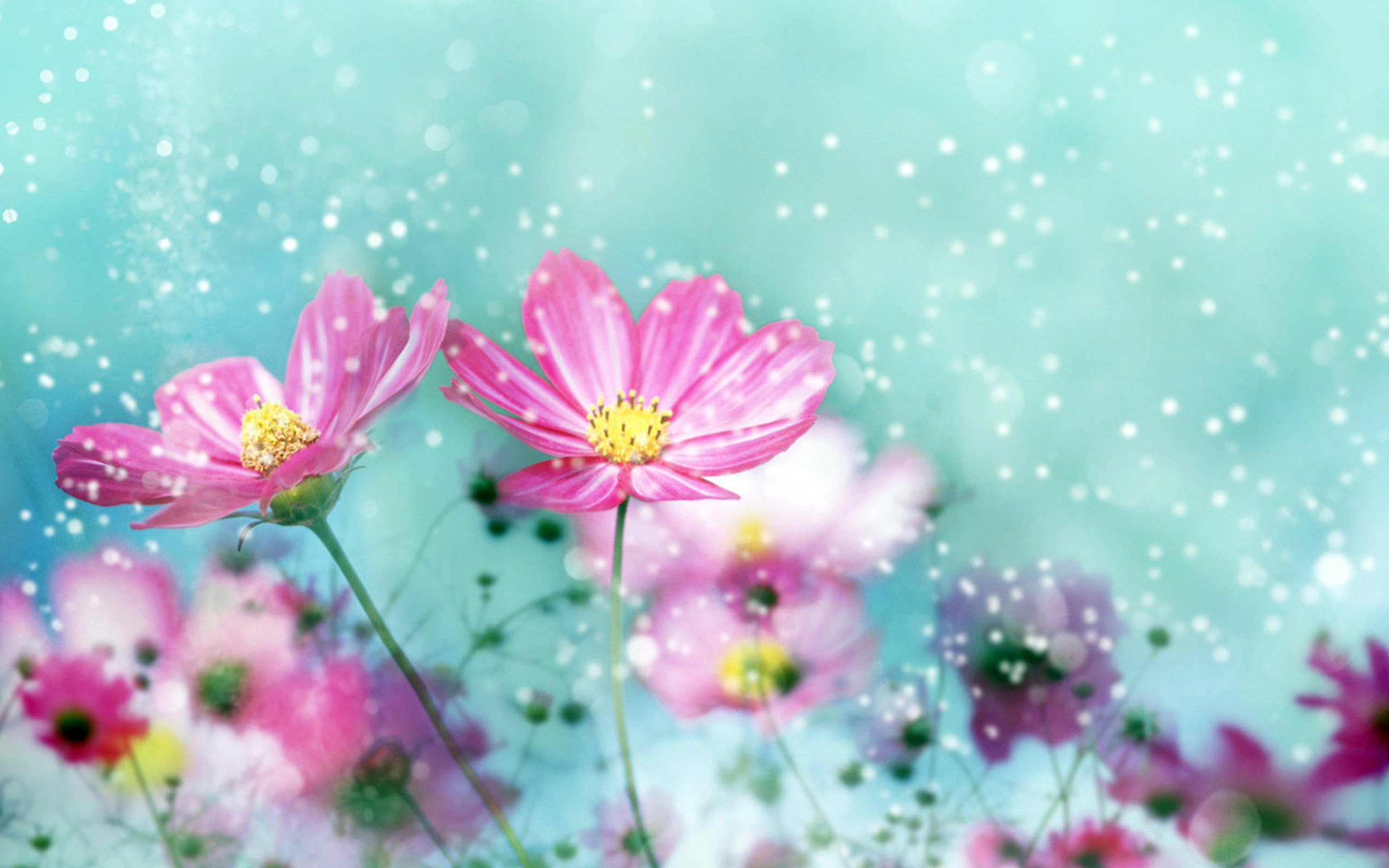 Beautiful Flowers Wallpaper HD Desktop