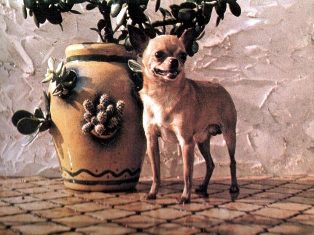 Chihuahua Dogs Wallpaper