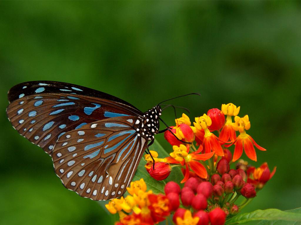 Beautiful Butterflies flying on the flowers and enjoying their food