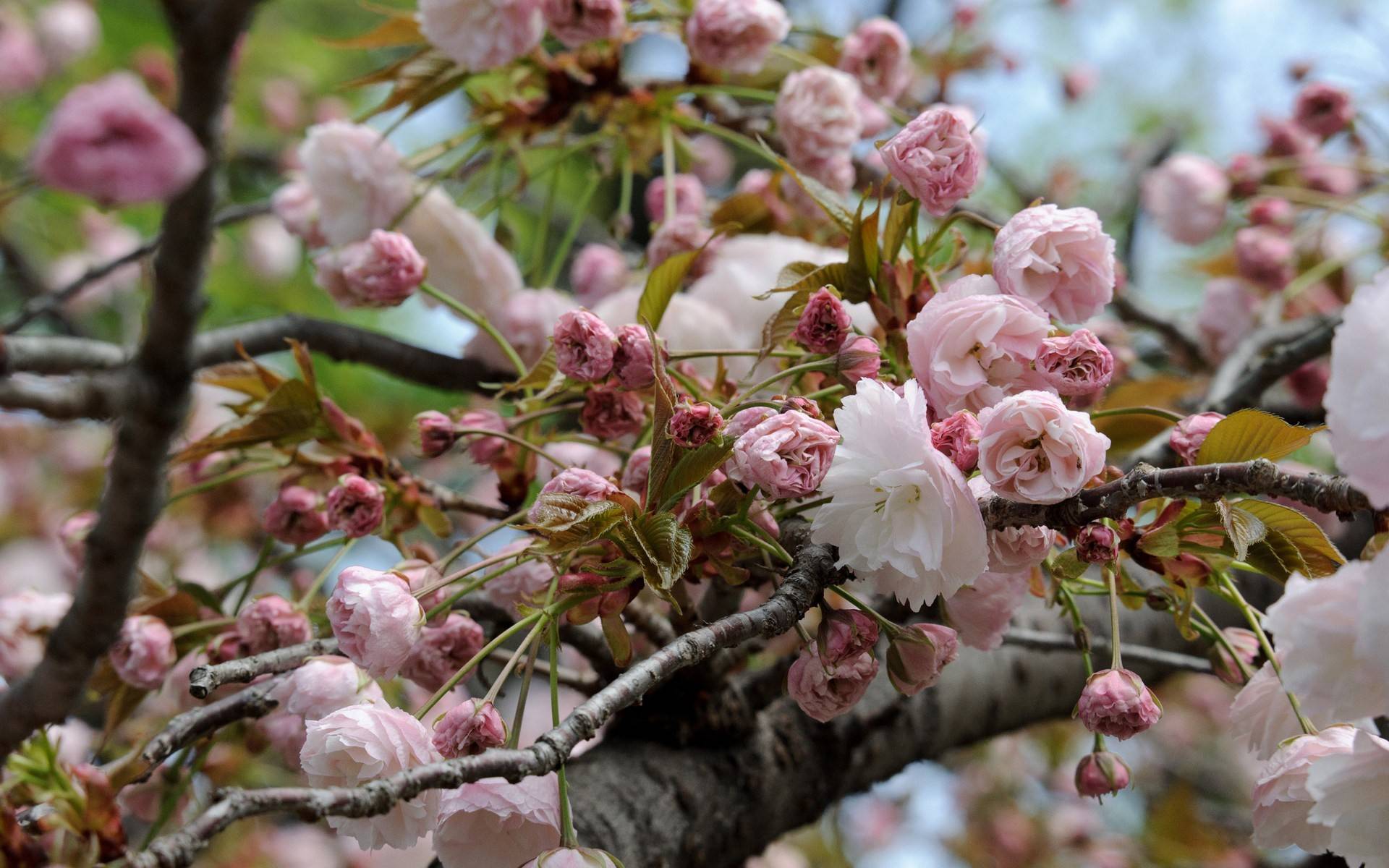 [37+] Japanese Cherry Blossom Wallpaper 1920x1080 - WallpaperSafari
