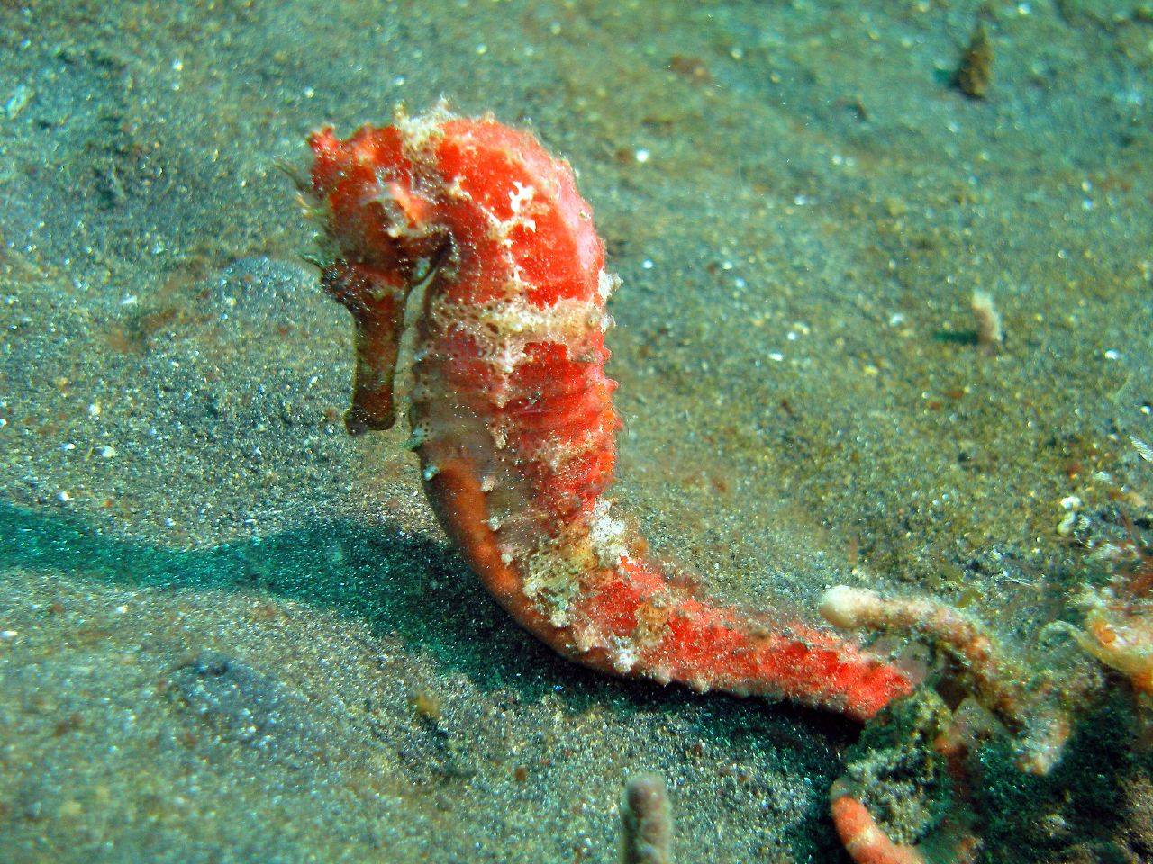 Hippocampus Histrix Tropical Fish Underwater Sea Life Wallpaper