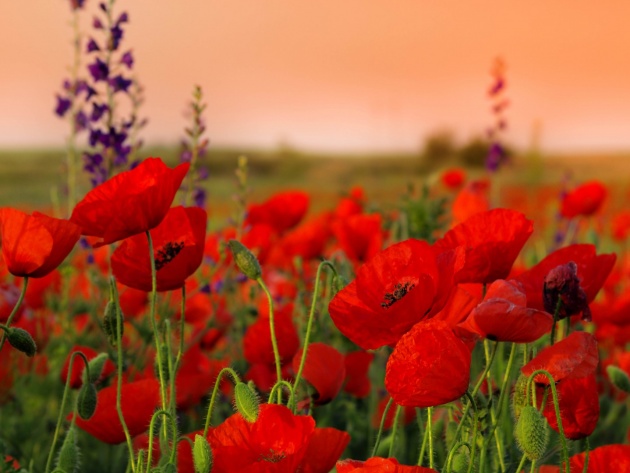 Wallpaper Red Poppies In The Field Photos And Walls