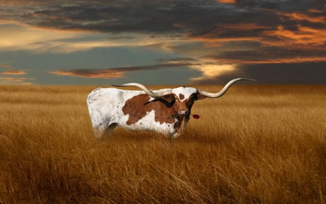 High resolution Texas Longhorn desktoplaptop wallaper Listed in