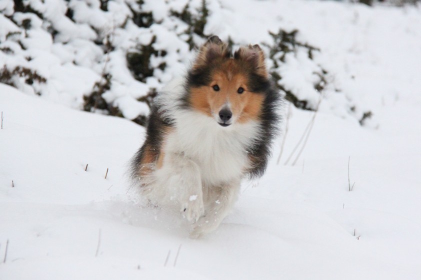 Runner Up Mandy S Snow Day Yes Sheltie Puppies Are Super Shelties In