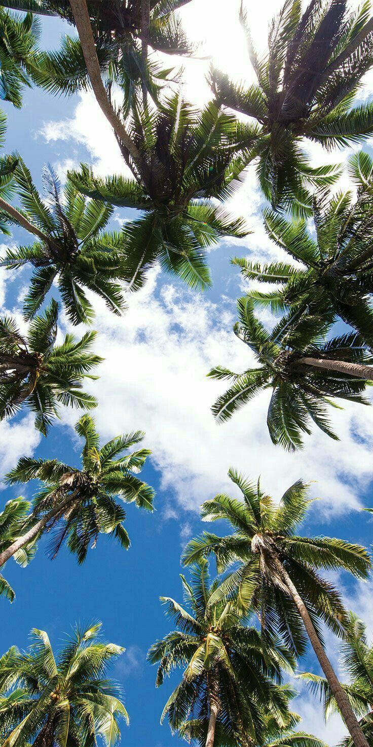 Summer Palm Tree Wallpapers on WallpaperDog 736x1472
