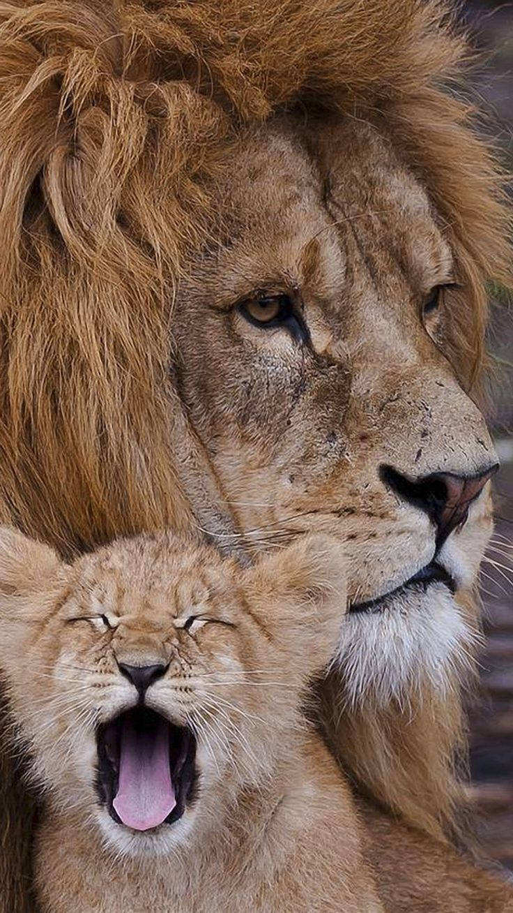 Baby Lion Wallpaper