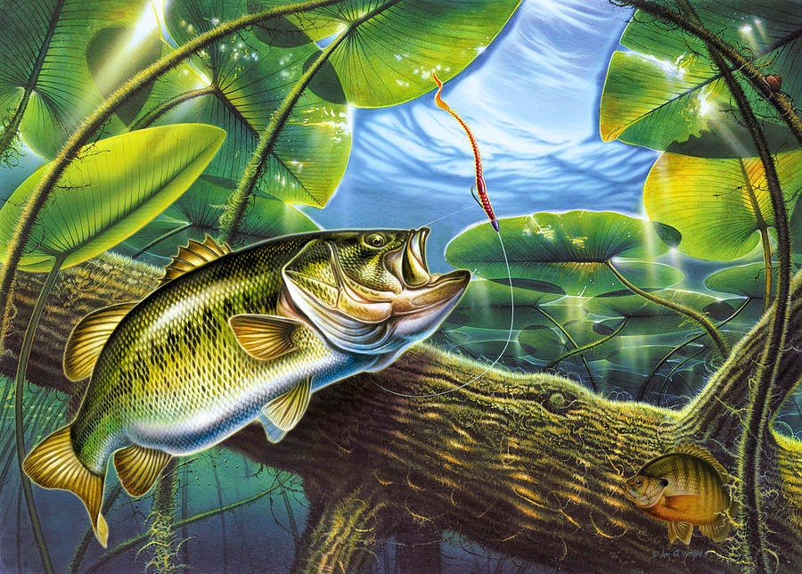 Fish R Bass Fishing Wallpaper