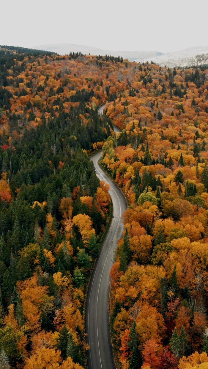 Autumn Phone Wallpaper