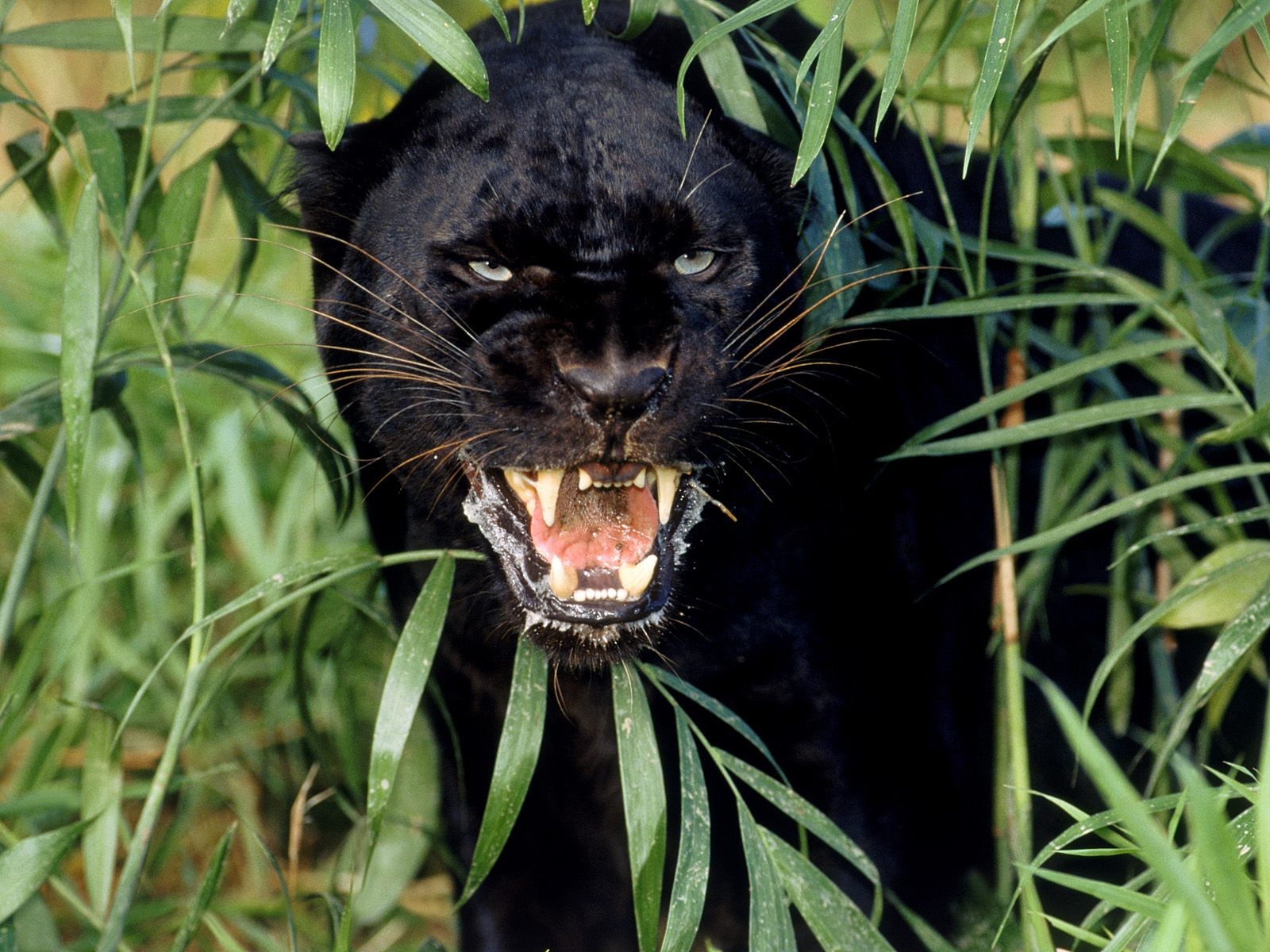 Jungle Animals Wallpaper Panthers Black