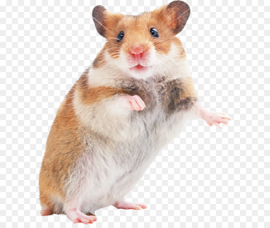 Hamster Background Png Transparent