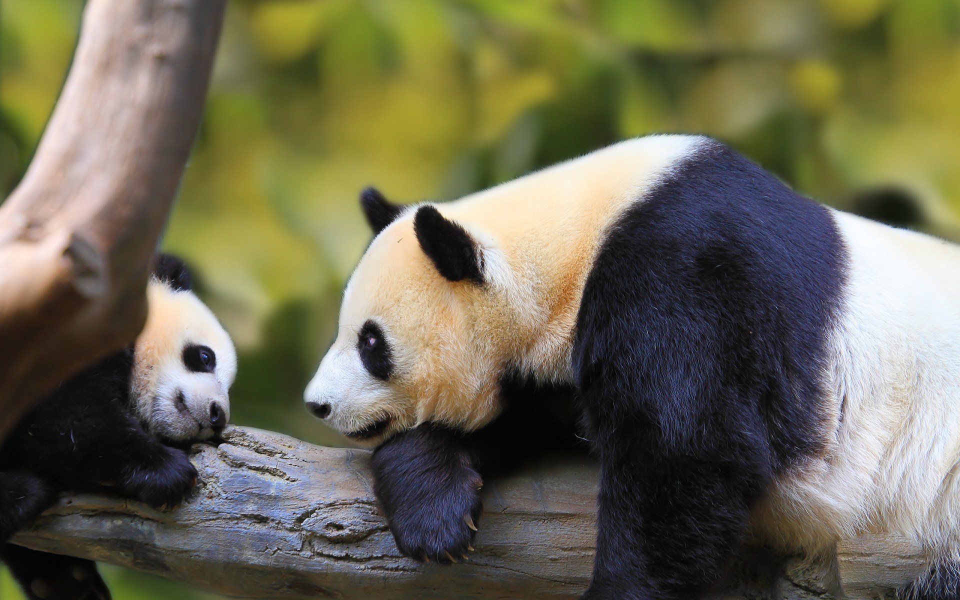 A heartwarming image of a mother giant panda lovingly interacting with her adorable cub in their natural habitat