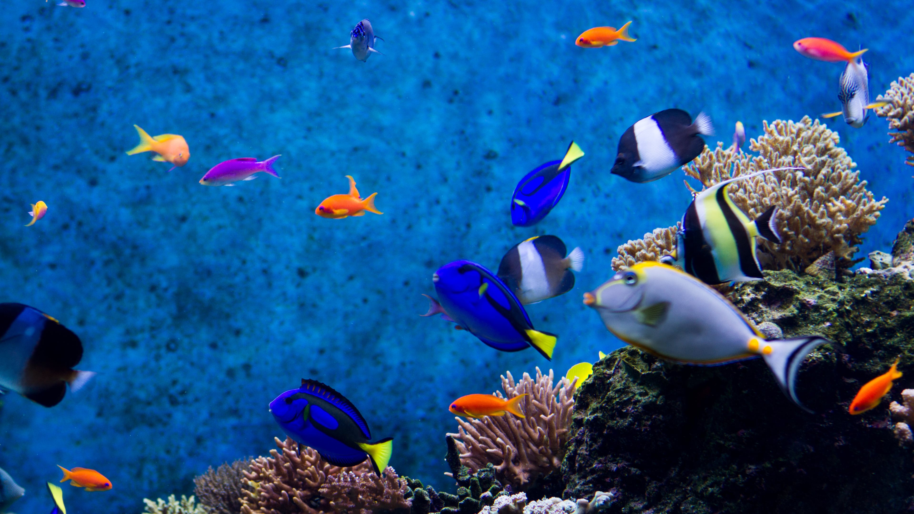 HD Wallpaper 1080p Aquarium Best