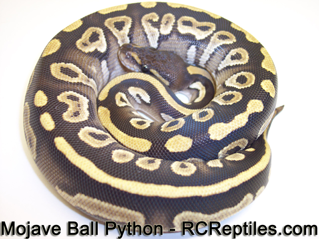 Ball Python Wallpaper and Games   Welcome to RCReptilescom