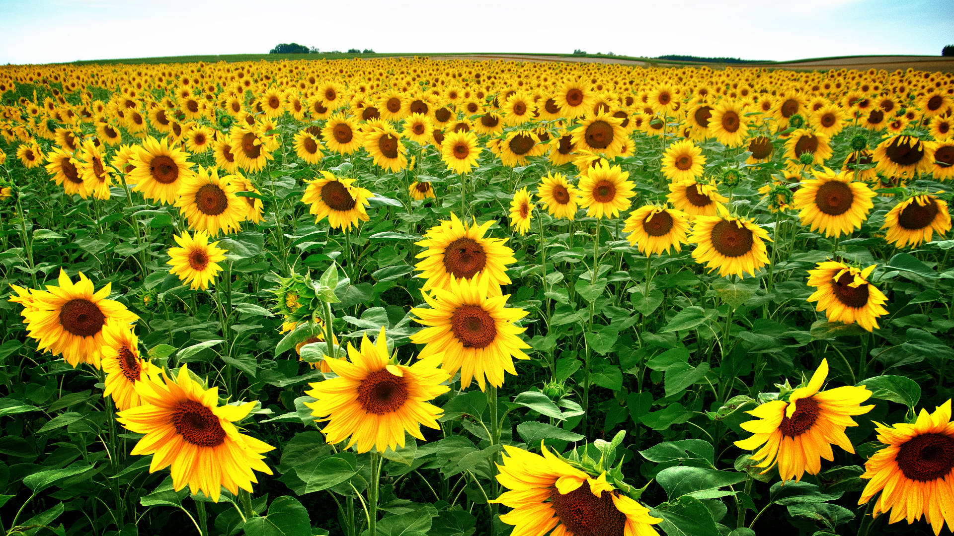 Sunflower Field Wallpaper