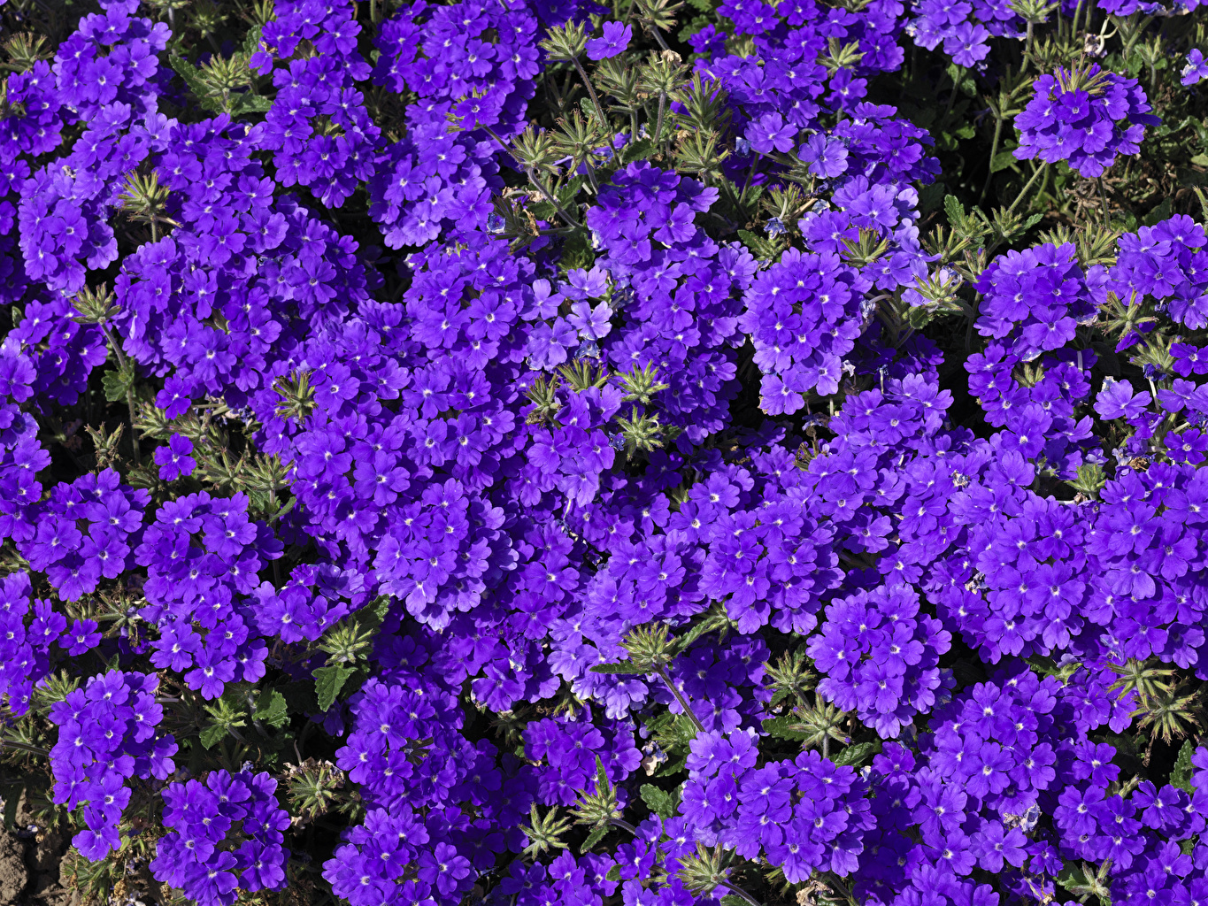 Desktop Wallpaper Violet Flowers Verbena Many