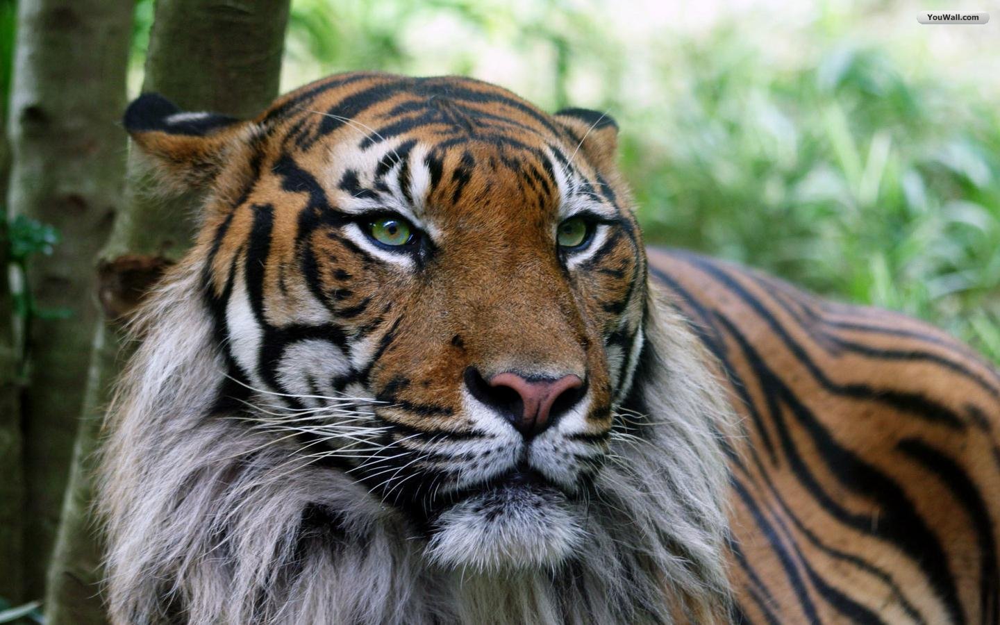 Beautiful Tiger Wallpaper 1440x900