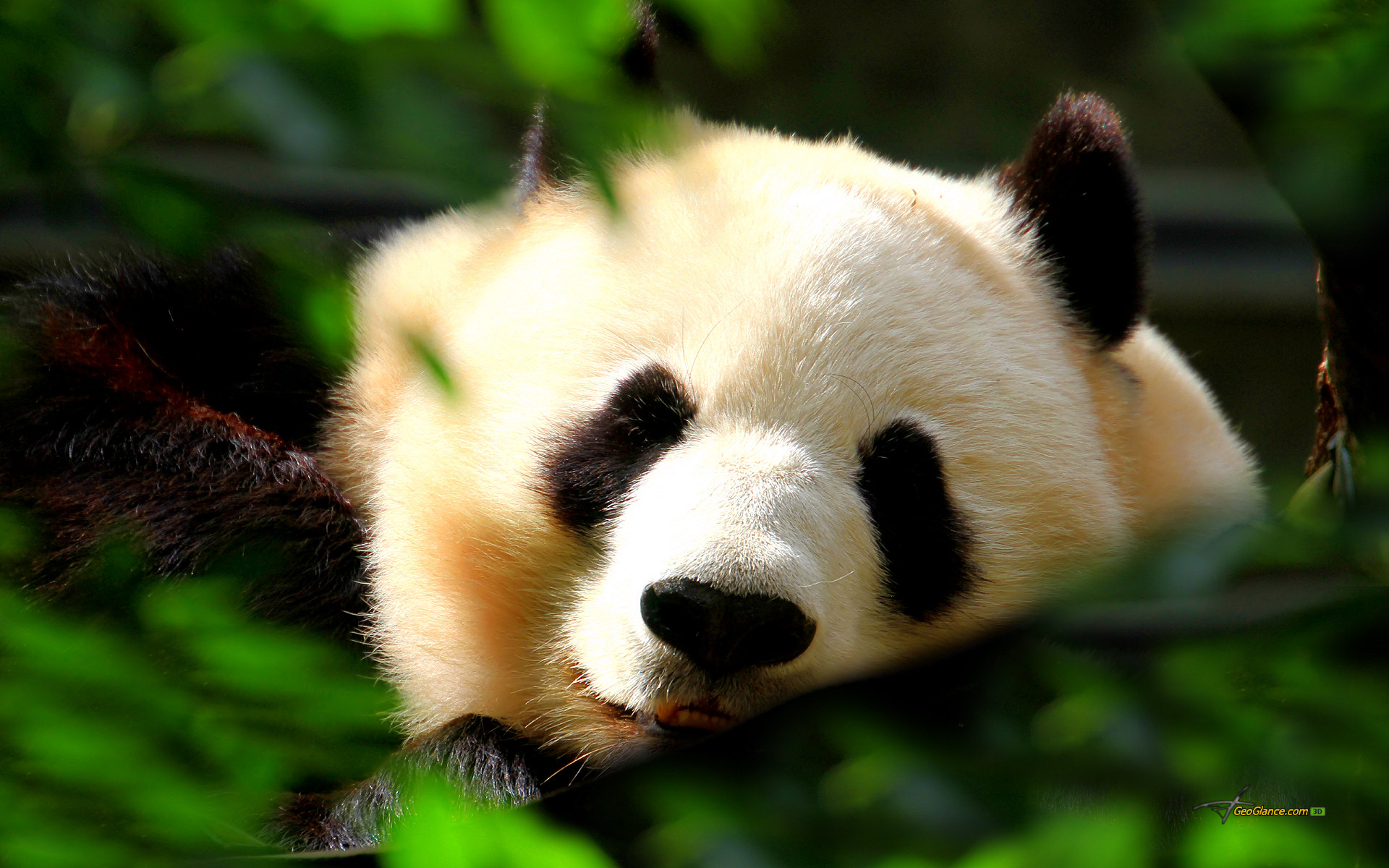  45 Cute  Panda  Wallpapers  Desktop on WallpaperSafari