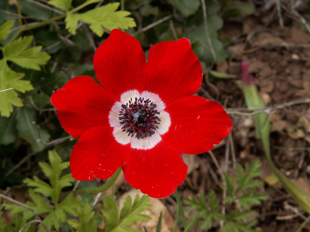 Anemone Flower Wallpaper Pic Sa
