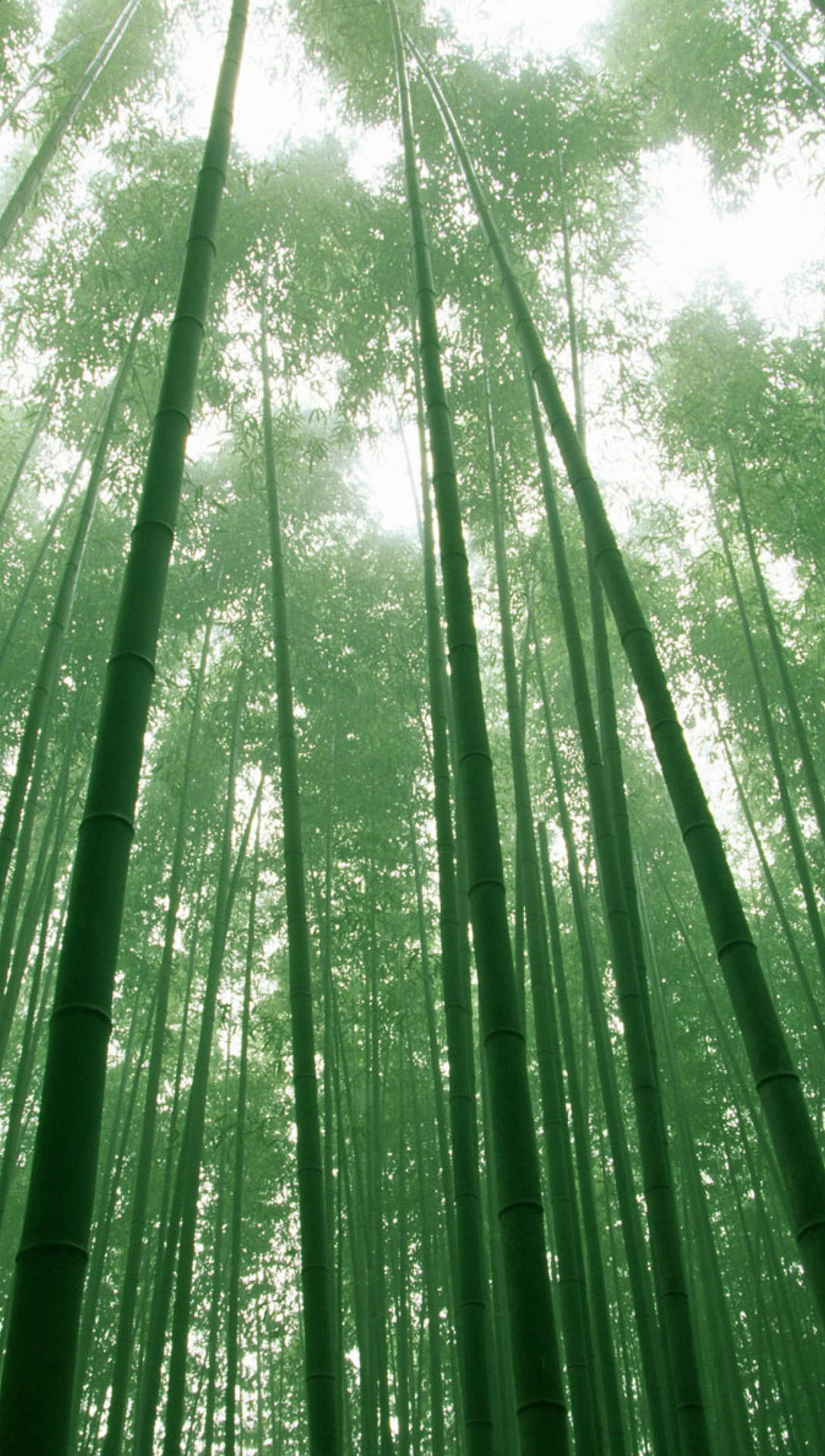 Bamboo Background Wallpaper
