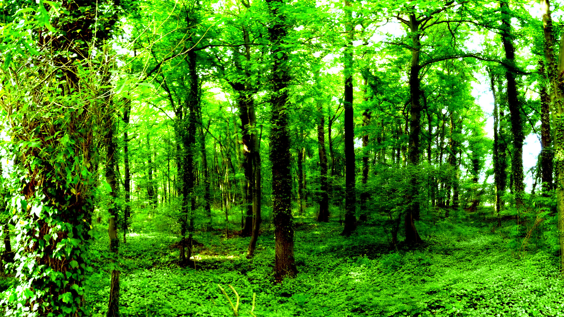 Forest Background HD Flip Wallpaper