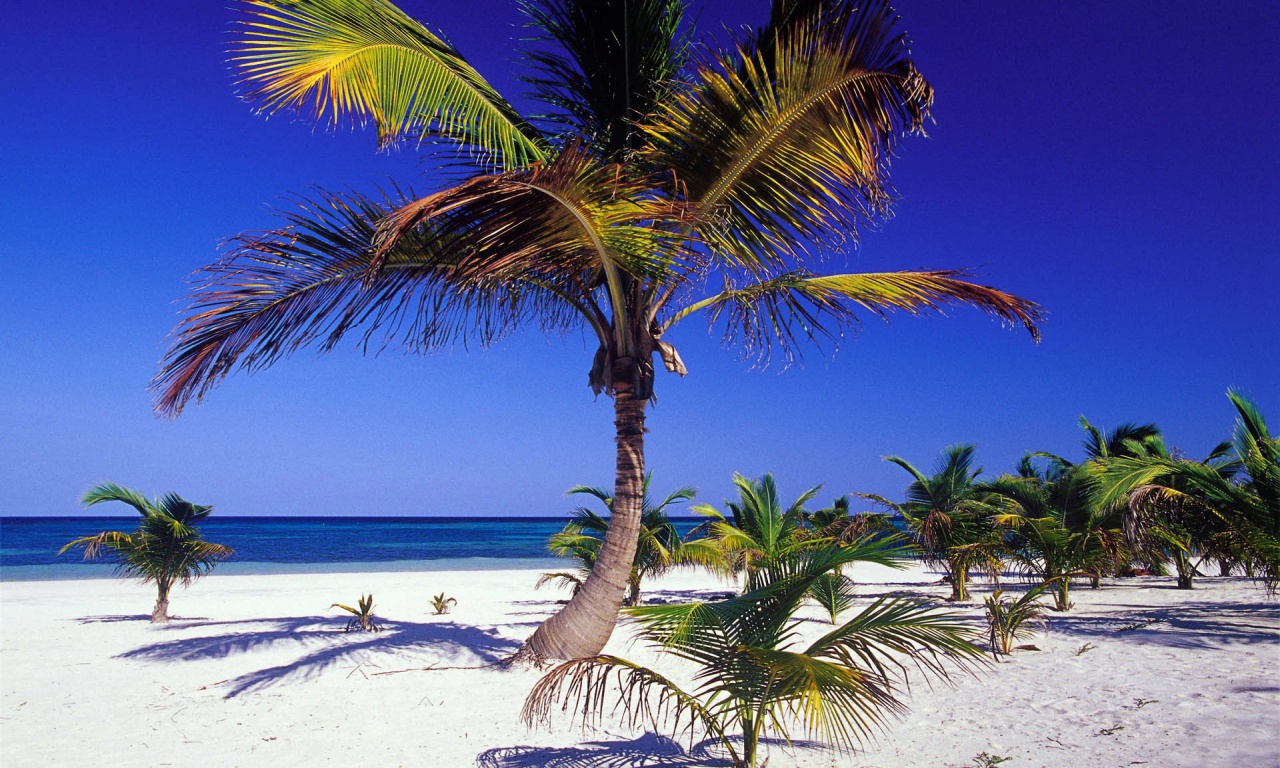 Palm Tree Beach Wallpaper