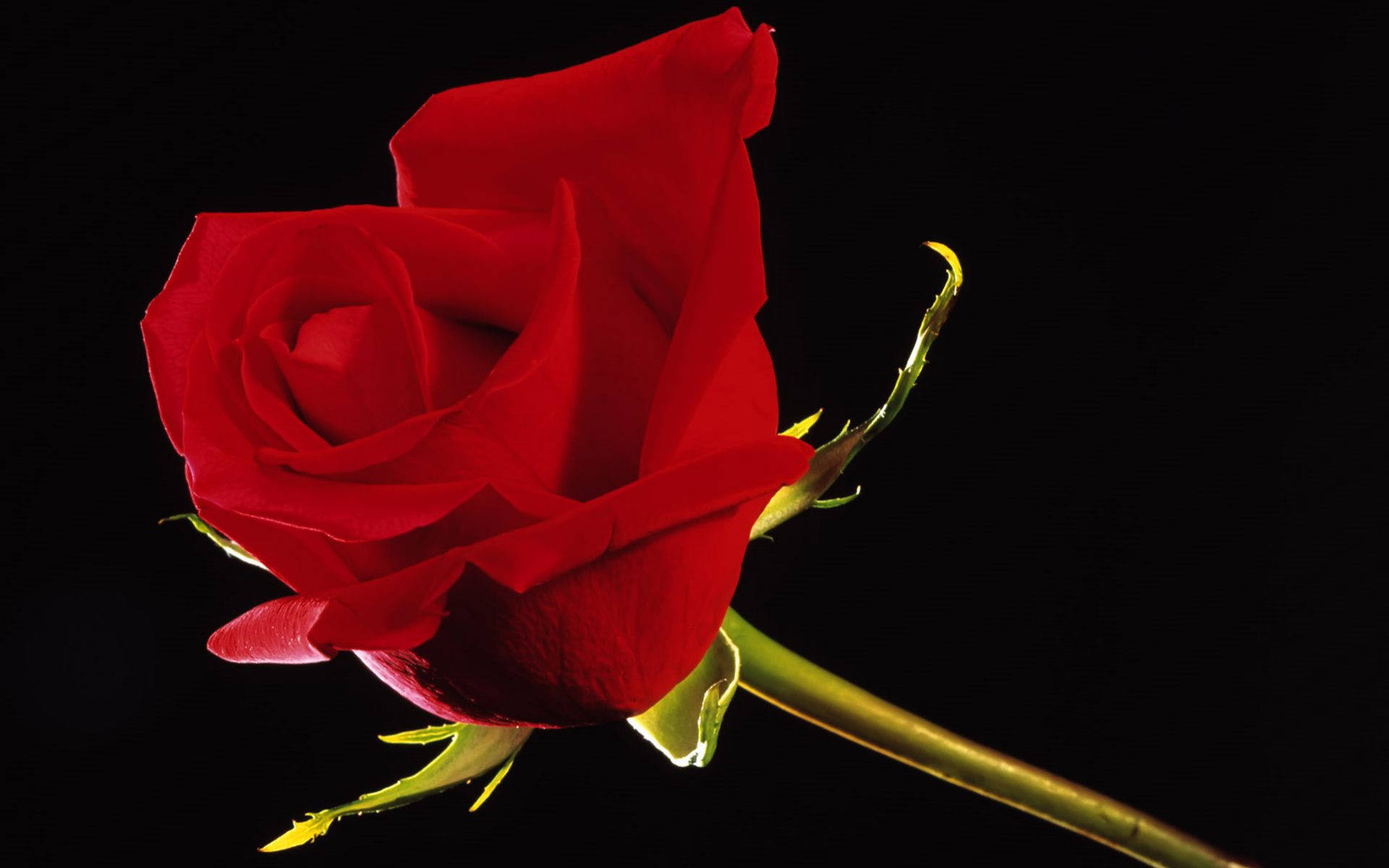 Red Rose In Black Background Hd Wallpaper Wallpaperpick