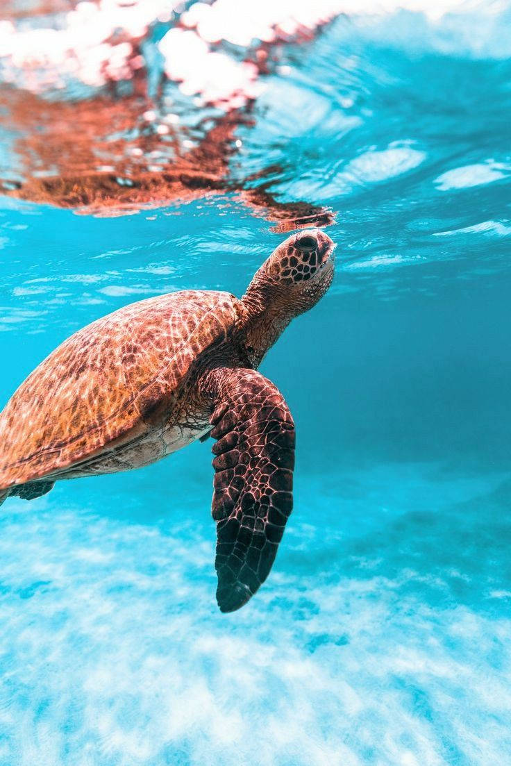 Sea Turtle iPhone Wallpaper